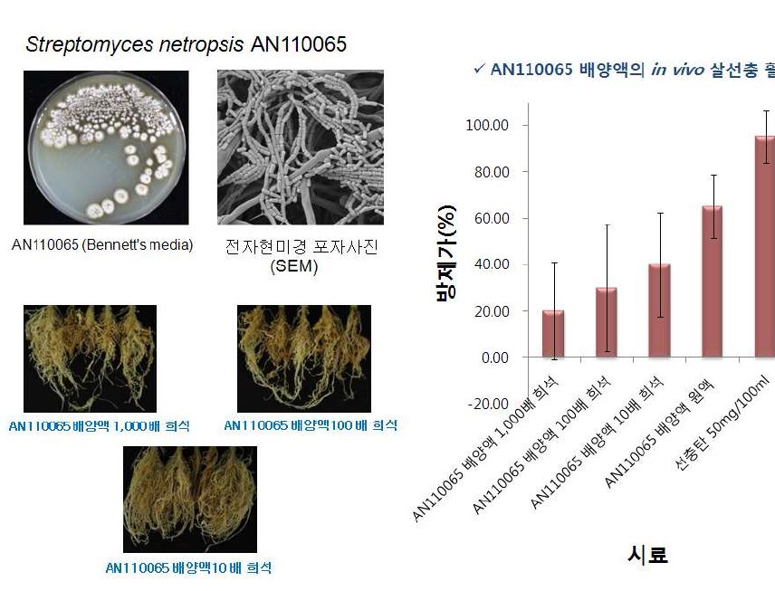 그림 1. 한국화학연구원에서 선발한 AN110065균주의 동정 및 토마토 뿌리혹선 충병에 대한 in vivo 살선충 활성