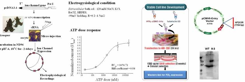 Xenopus oocyte 이용한 전기생리학 assay 및 hP2X3 수용체 stable cell-line 구축