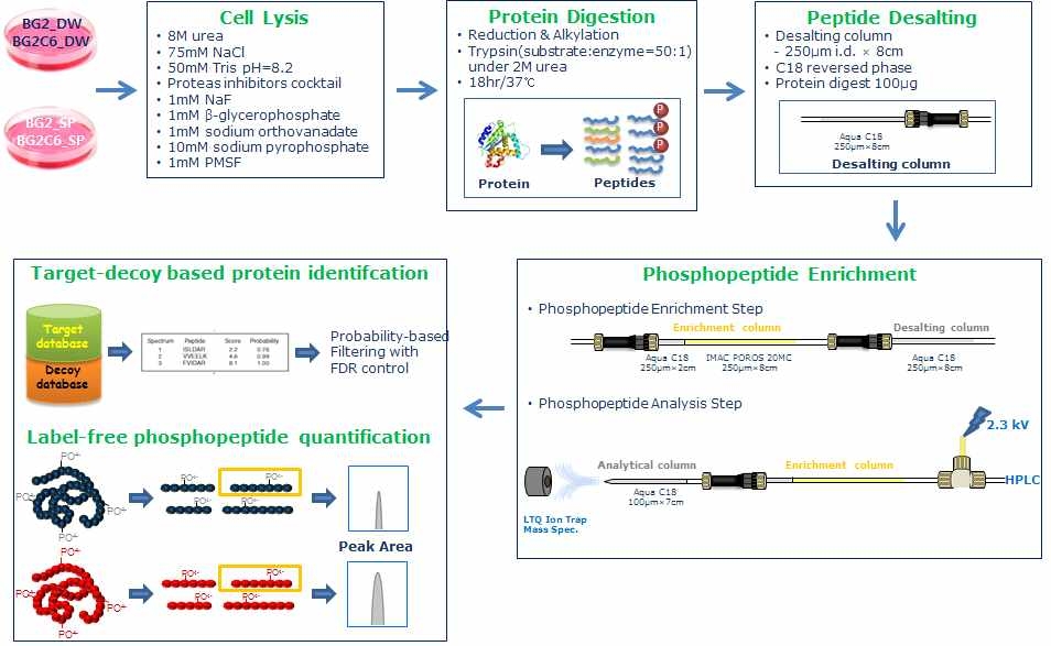 다중질량분석 기법을 이용한 인산화된 단백질들의 비교 정량 개요