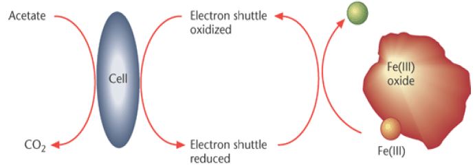 박테리아 전자 셔틀에 의한 고체상 3가 철의 환원