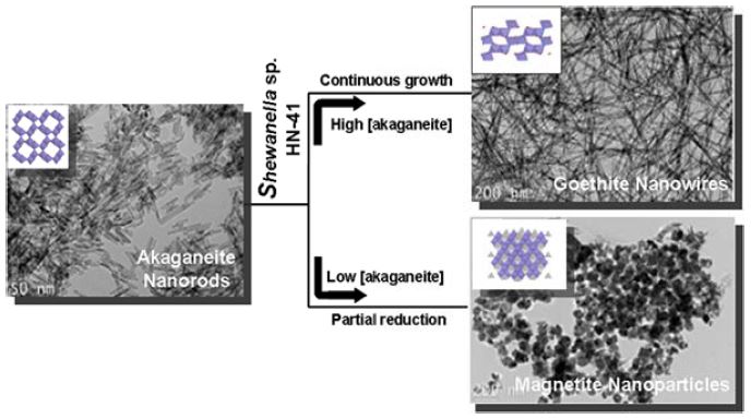 TEM (A and B) and SAED (C) images of Vanadium nanostructures synthesized by S. oenidensis MR-1