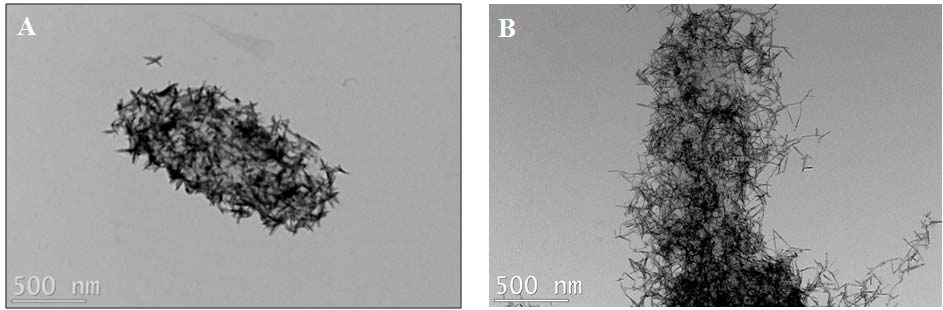 TEM images of intracellular (A) and extracellular (B) formed Te nanostructures by S. oenidensis MR-1