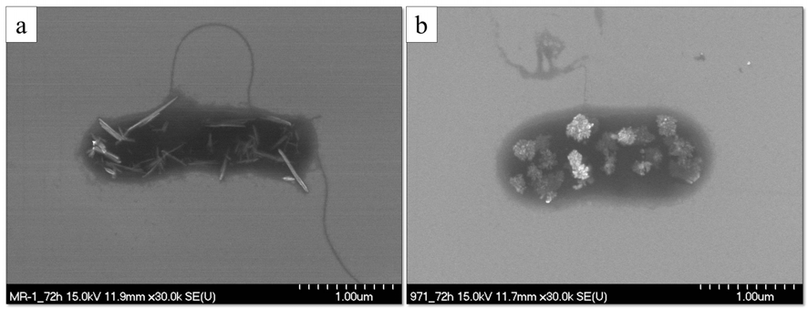 SEM images of tellurium nanostructures formed by S. oenidensis MR-1