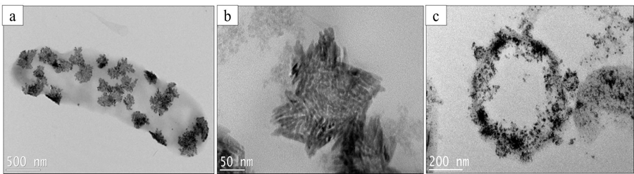 Characterization of tellurium nanostructures made by Te971 using TEM