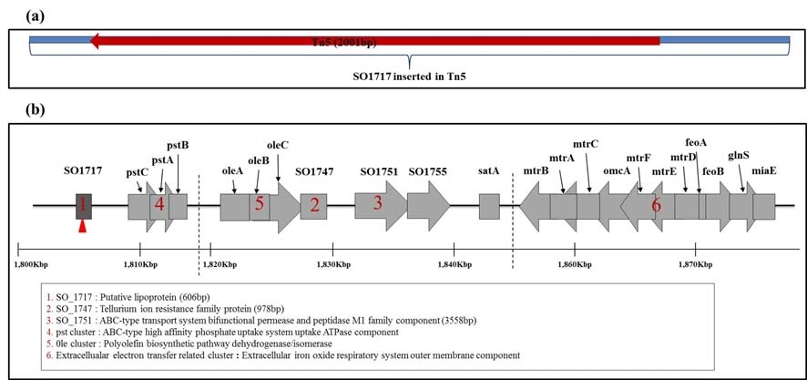 Sequence analysis of SO1717 gene in Te971 (a) and analysis of functional genes located around SO1717 gene in S. oneidensis MR-1 (b)