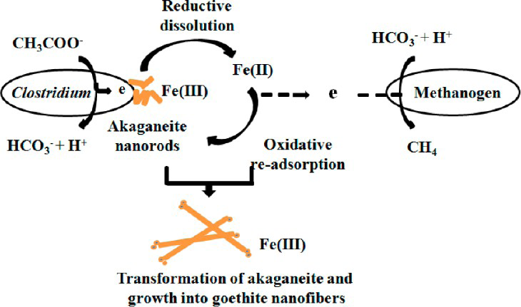 Scheme of Methanogenesis Facilitated by Geobiochemical Iron Cycle in a Novel Syntrophic Methanogenic Microbial Community