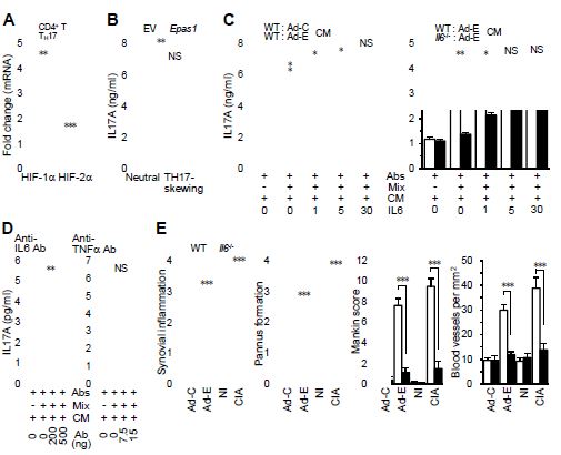 HIF-2a–derived IL6 in FLS regulates TH17 cell differentiation and RA pathogenesis.