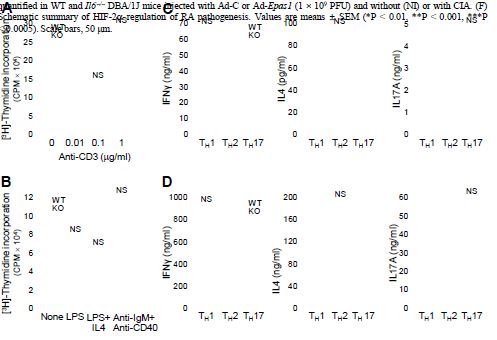 Epas1 knockdown in mice (Epas1+/-) does not modulate proliferation of T cells or B cells