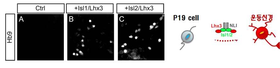 P19 쎌라인 상 Isl1+Lhx3 또는 Isl2+Lhx3 transfection시 운동신경마커 Hb9 발현함