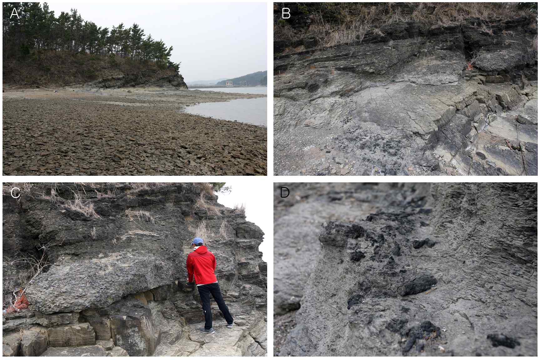 Fig. 2. Photograph of Seonjeon-ri RSS bearing sedimentary sequence. The most well known RSS fossils are found along the coast of Seonjeon-ri, Sacheon City, Gyeongsangbook-do. The RSS bed (ca. 50 cm thick) is characterized by a mixture of randomly distributed RSS, and intercalated within the grey to black shale. a) panoramic view of RSS bearing outcrops, b)ca. 50 cm thick bed of RSS, c) details of RSS bed, d) thin RSS bed developed under thick RSS bed