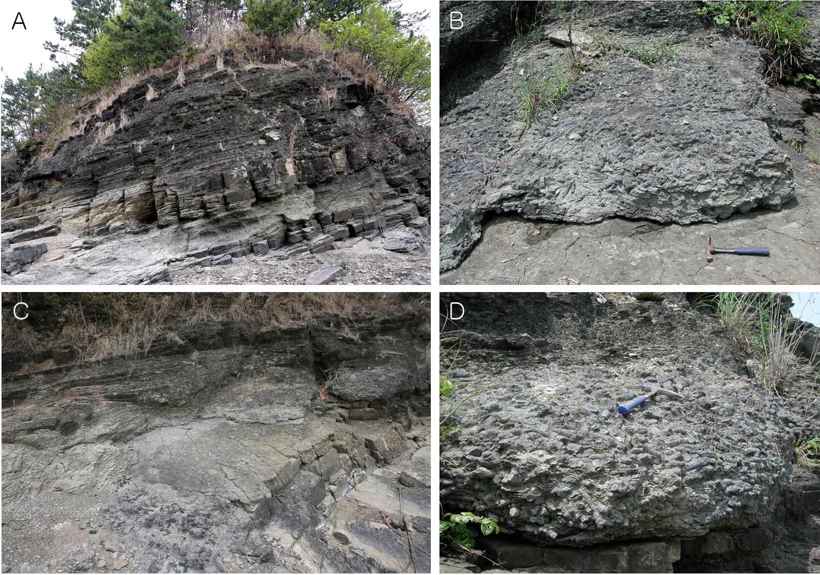 Fig. 3. Pictures of Seonjeon-ri RSS bed taken in 2004 (c, d) and 2013 (a, b). Massive RSS deposits were originally placed in the center area of (C) in 2004, and now washed away due to heavy storm. A great number of fossil RSSs were lost probably due to both wave actions and ill-considered collection by local people. This emphasis prompt and systematic establishment of protection policy.