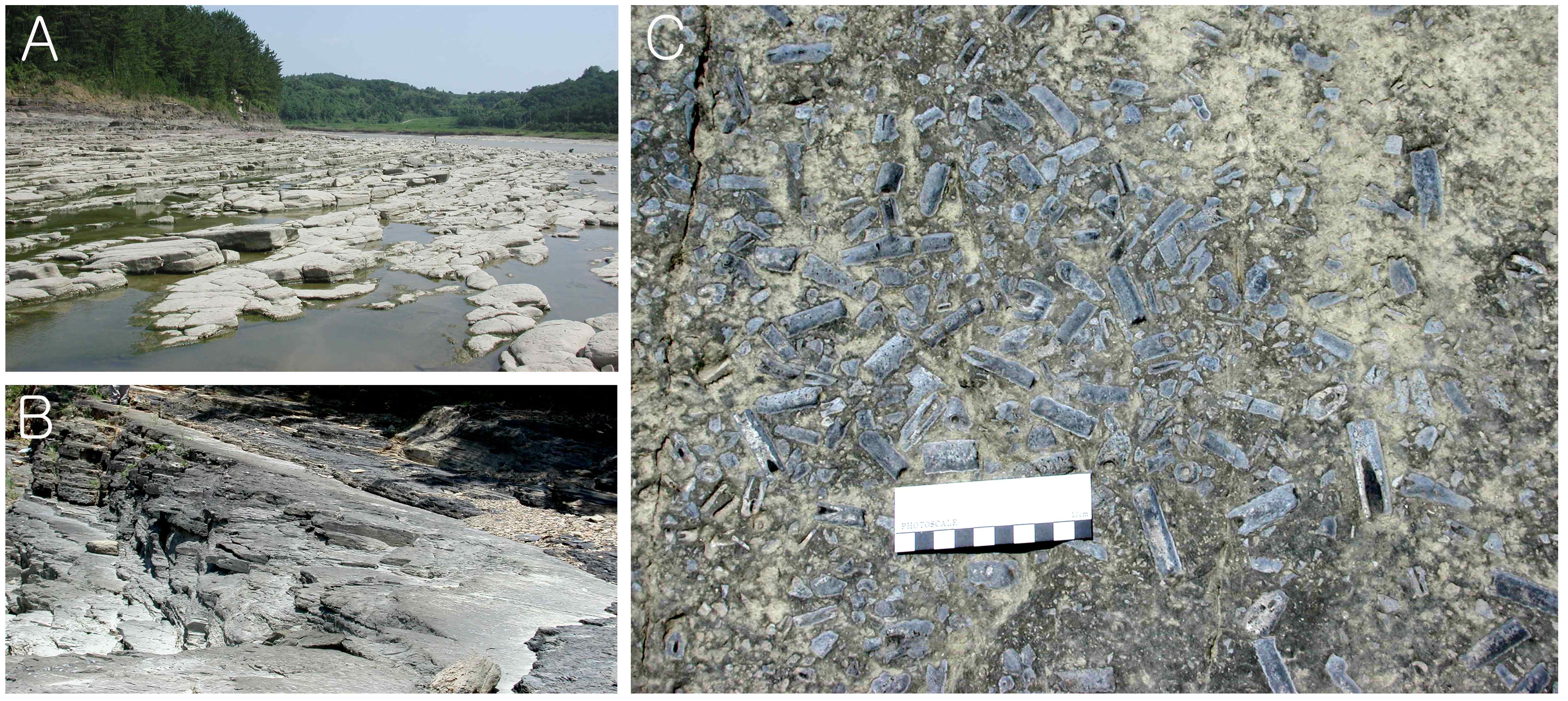 Fig. 5. Fossil RSS assemblage found along the side of Gawhacheon creek, Yusoo-ri