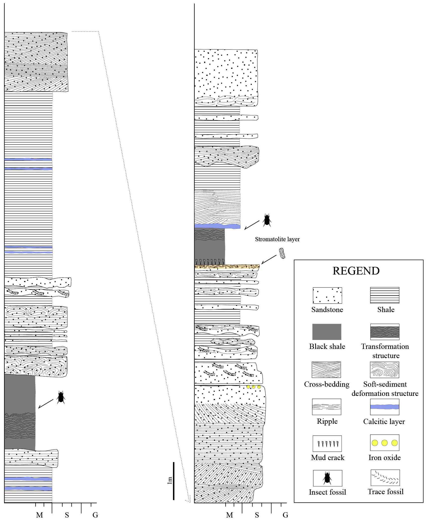 Fig. 6. Detailed stratigraphic columns of Gawhacheon outcrops containing short and thin RSS. Diverse sedimentary structures and fossils (insect and trace fossils) are also easily identified. RSSs are found on a cross bedded coarse sandstone bed that are covered by insect-bearing fine mudstone bed.