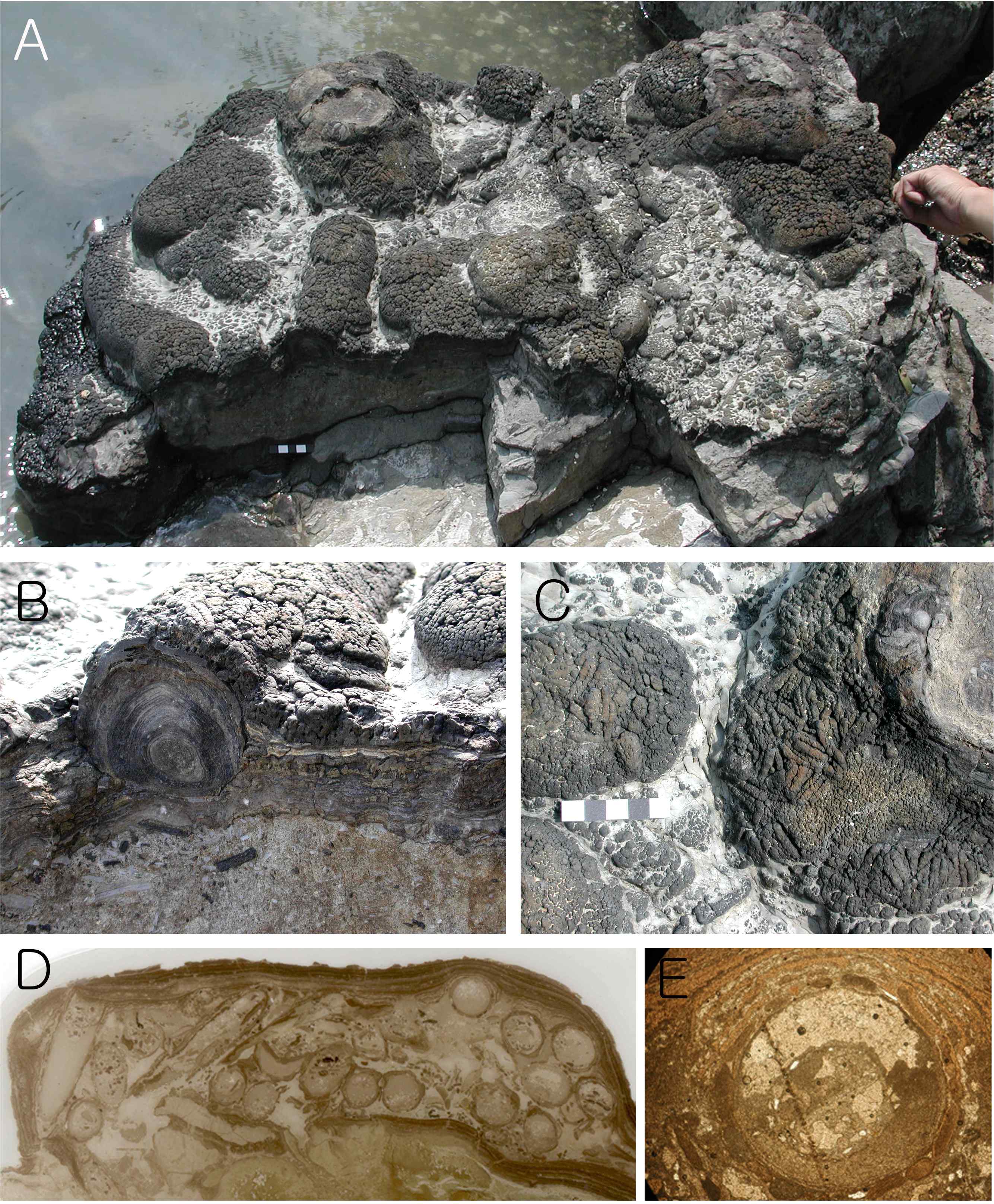 Fig. 7. RSS-caddisfly bioherms found near the Sacheondaegyo(bridge)