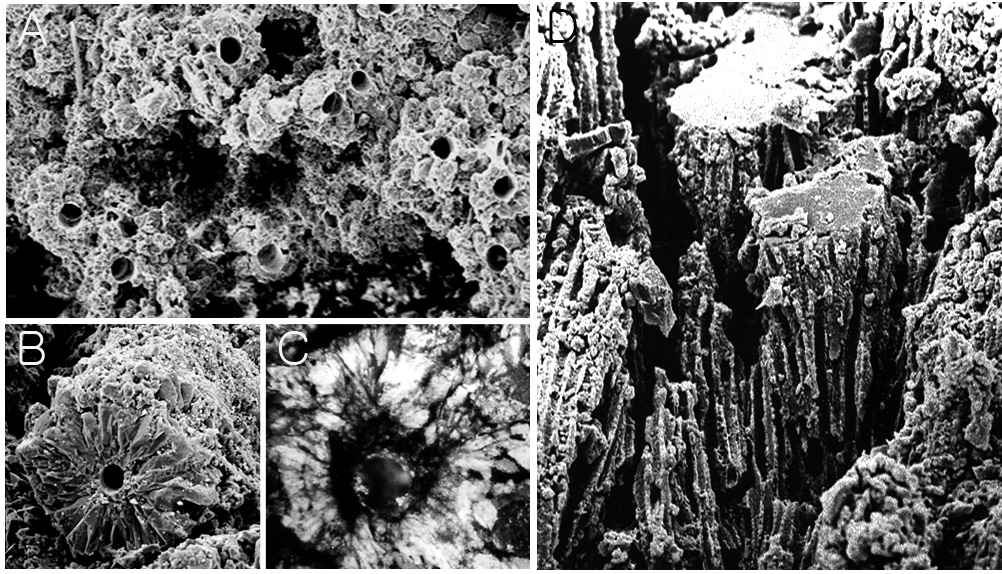 Fig. 11. SEM (A, B) and thin section (C) pictures of carbonate minerals of slides collected from biological stations. Carbonate crystals were precipitated around microbial filaments, which are now represented as empty tube-like structures. Note radial growth of crystal from the filamentous sheaths.