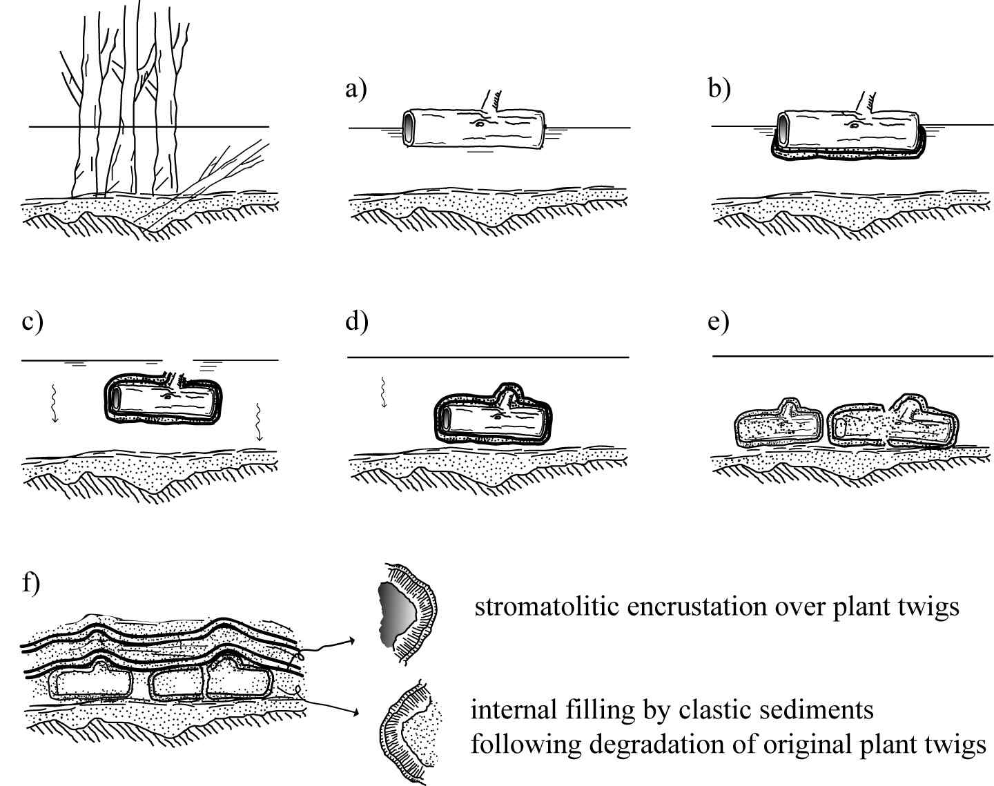 Fig. 13. Model of Cretaceous RSS (rod-shaped stromatolite) formation