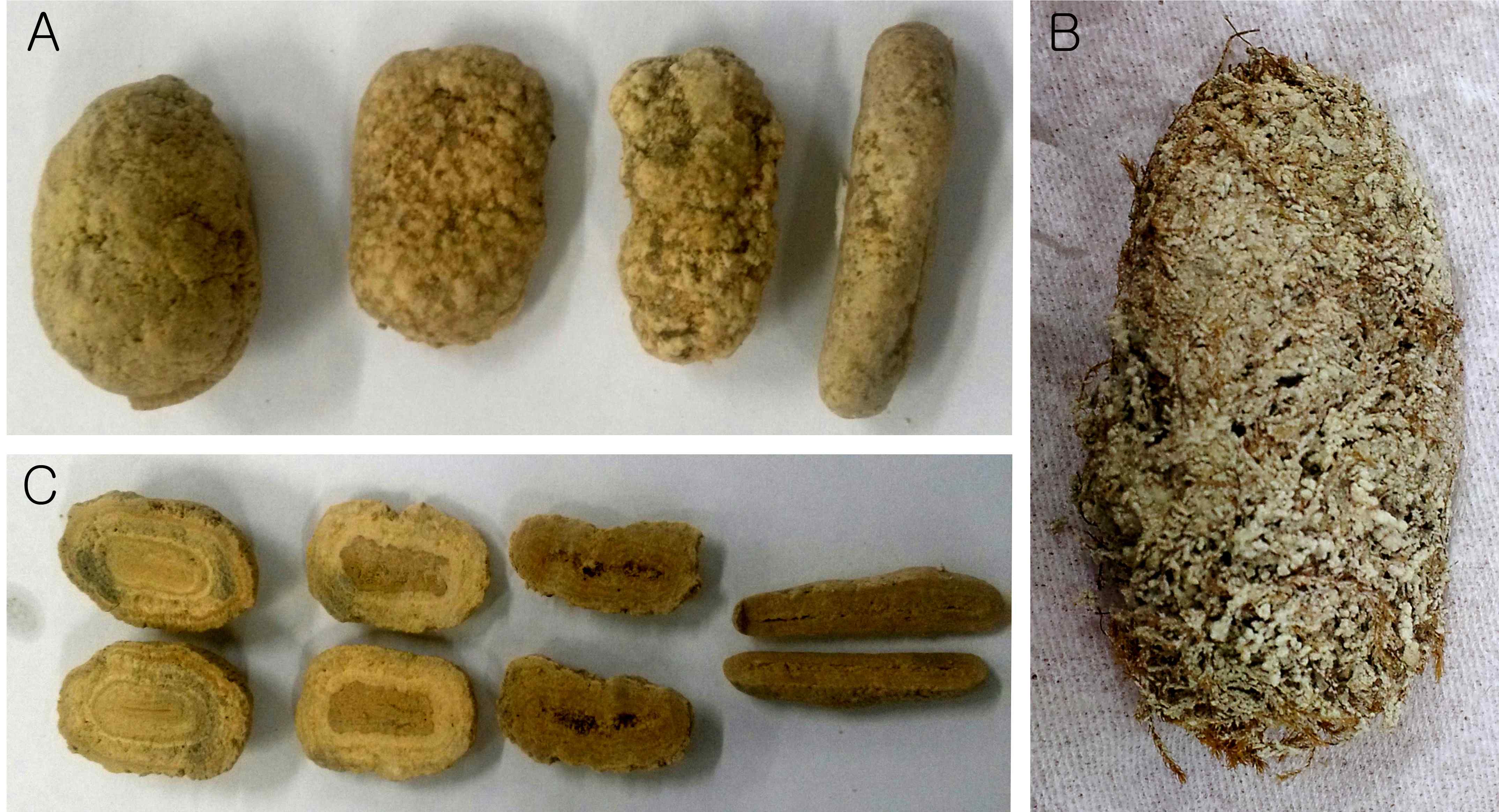 Fig. 14. RSS and travertine samples used for carbon isotope analysis