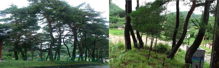 왕곡마을 입구 소나무 마을숲 군락