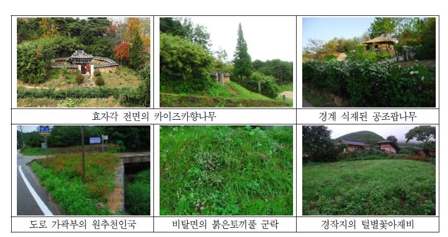 마을 주변의 외래식물 현황