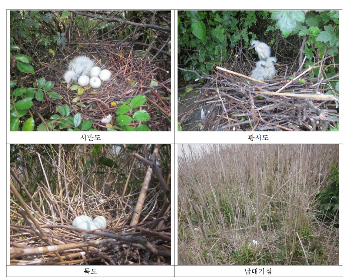 각 섬별 노랑부리백로의 알과 새끼