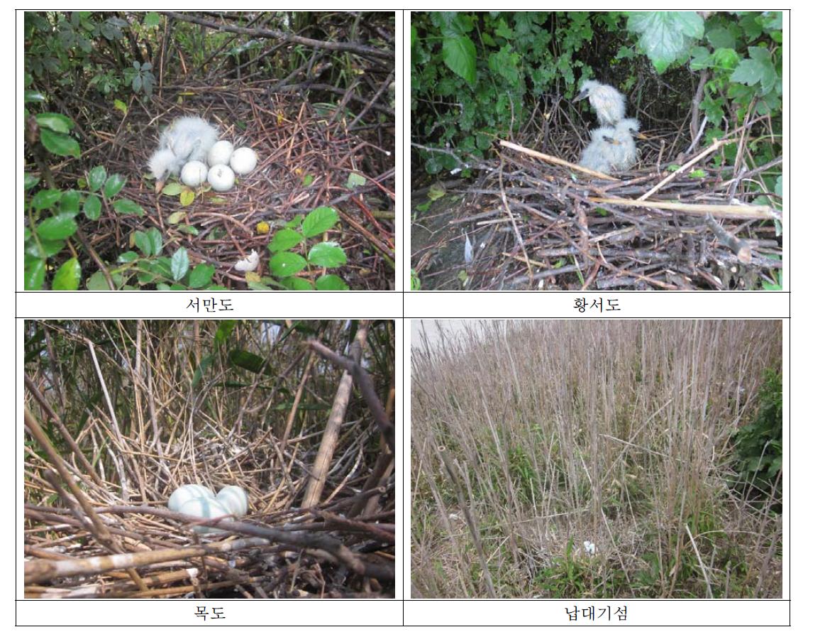각 섬별 노랑부리백로의 알과 새끼