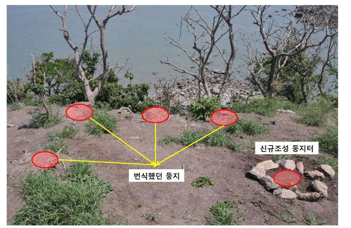 저어새가 번식했던 둥지와 둥지터 조성 위치