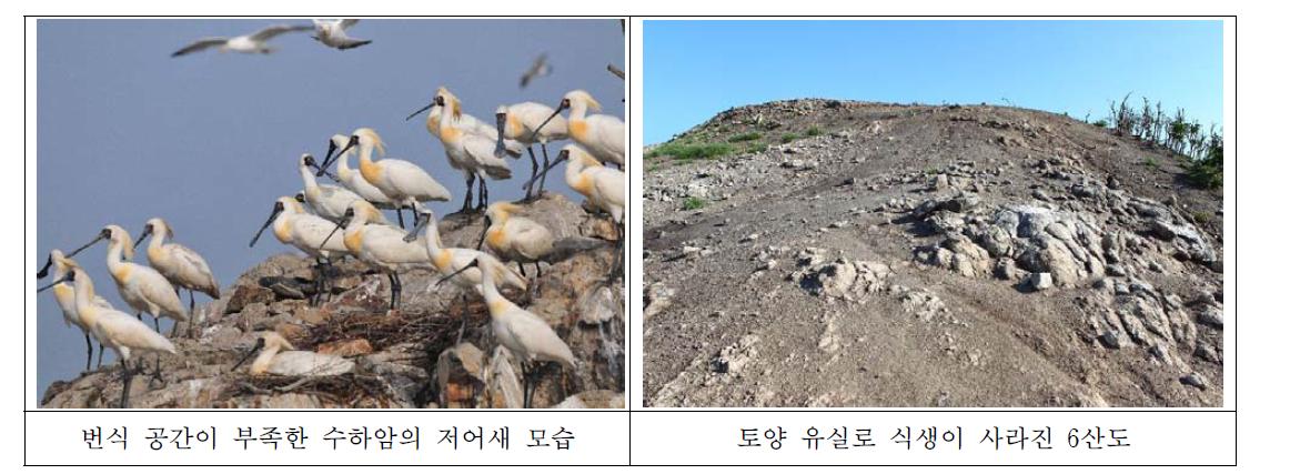 과도한 번식으로 공간이 부족한 번식지와 자연 침식된 칠산도