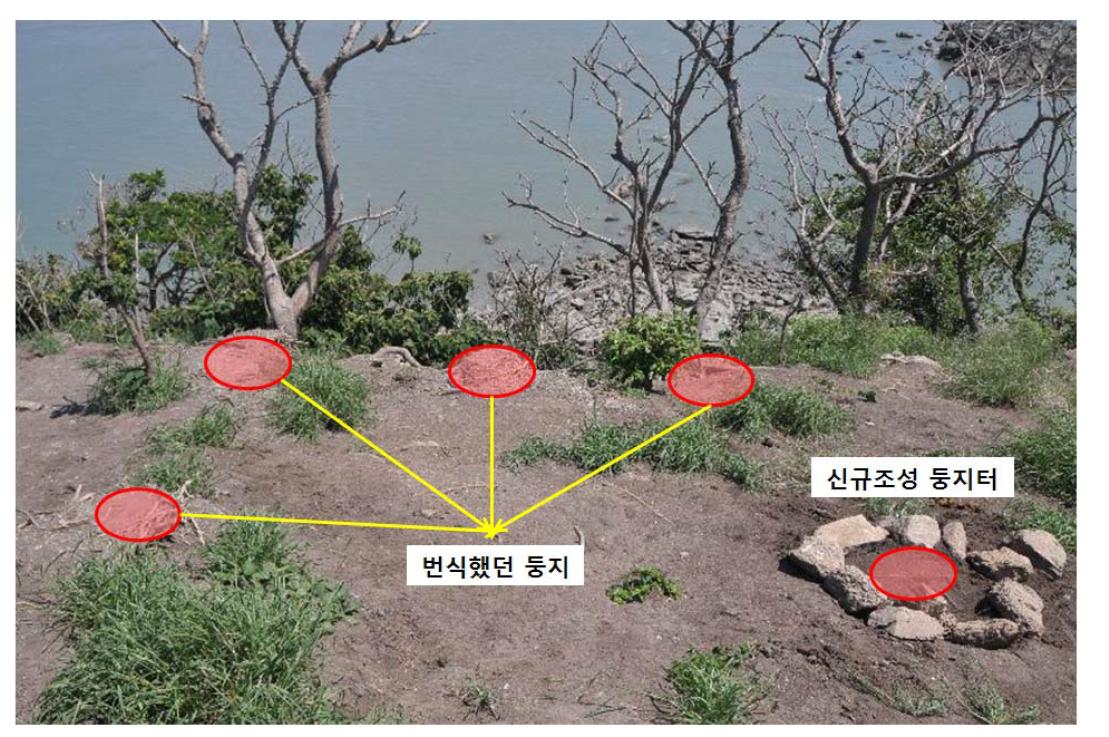 저어새가 번식했던 둥지와 둥지터 조성 위치