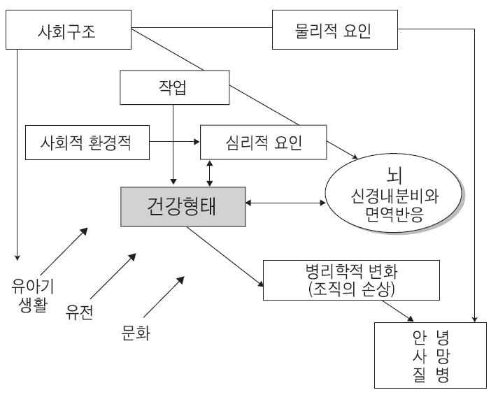 〔그림 3-2〕 Marmot & Willkinson의 모형