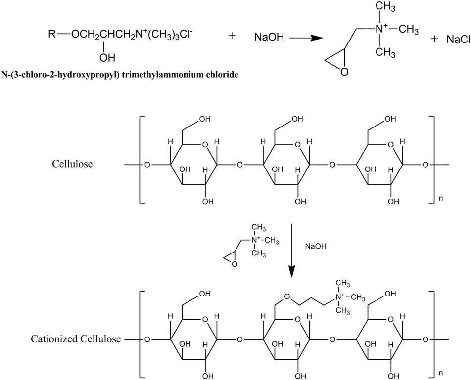 비스코스레이온의 셀룰로오스 고분자와 처리한 양이온화제간의 화학적 반응