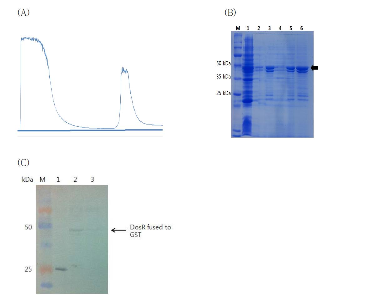 재조합 DosR 항원의 분리 정제