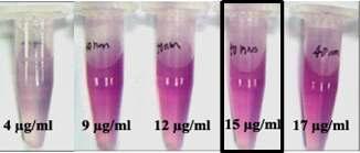 결핵진단을 위한 immunochromatographic strip test에 사용하기 위해 colloidal gold-conjugated Ag의 합성