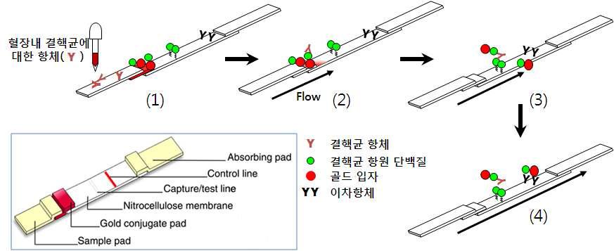 결핵진단키트의 구성 및 작동 원리