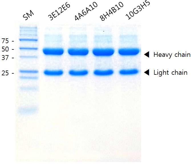 최종 선정된 4종의 단클론 항체 정제 (SDS-PAGE 결과)