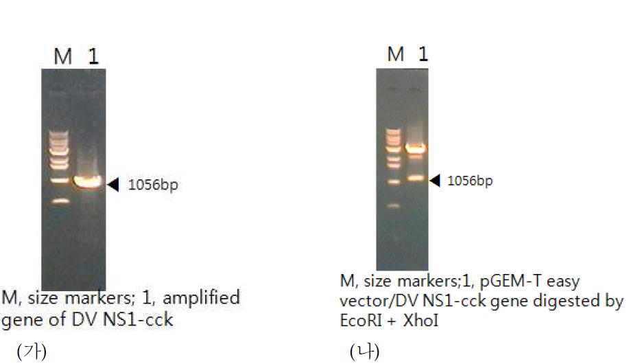 (가) specific primer를 이용하여 증폭된 NS1 유전자. (나) T-vector로 클로닝한 후, EcoRI와 XhoI을 이용하여 삽입여부를 확인한 시험 결과.