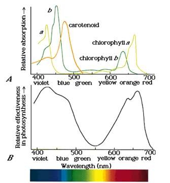 실물들에 광합성에 필요한 태양광 파장 영역.