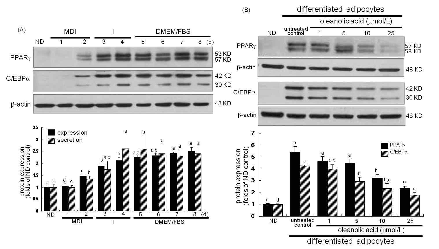 Fig. 4: Western blot data showing temporal expression of PPARγ and C/EBPa