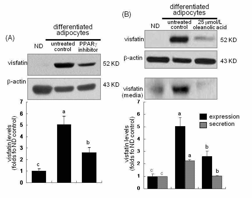 Fig. 6: Suppression of visfatin induction by 10 ?mol/L PPARγ inhibitor