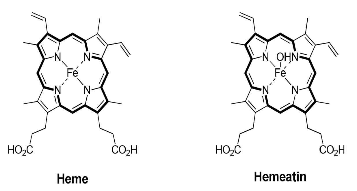 Heme과 hematin의 구조