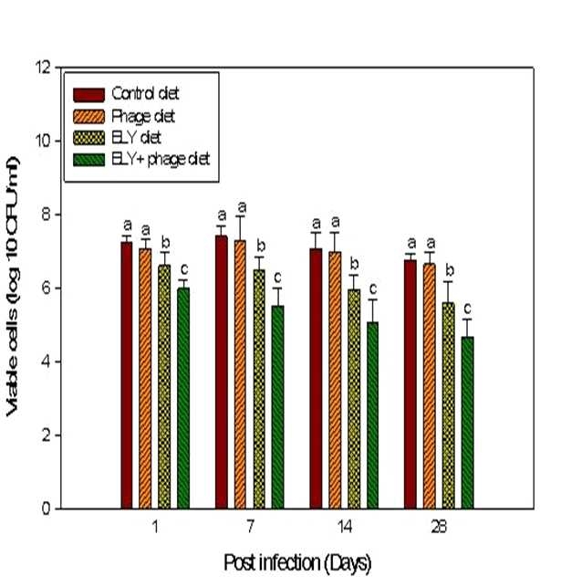 Fig. 35. Antibacterial effect of broiler chicks fed the control diet, phage diet, Bacillus spp., Lactobacillus spp., Yeast spp. diet, Bacillus spp., Lactobacillus spp., Yeast spp. and phage mixture diet for 30 days