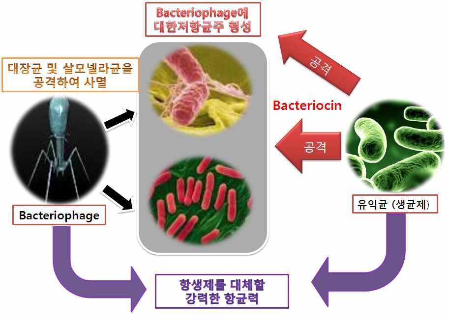 Fig. 1. Bacteriophage?생균제 복합제의 유해세균에 대한 사멸능력의 상호 상승관계