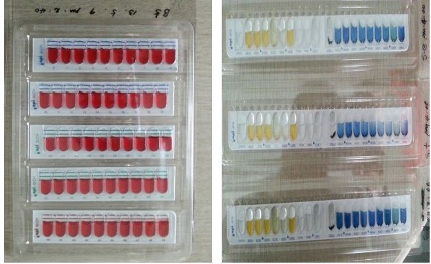 Fig. 4. API kit를 이용한 생화학적 동정 방법