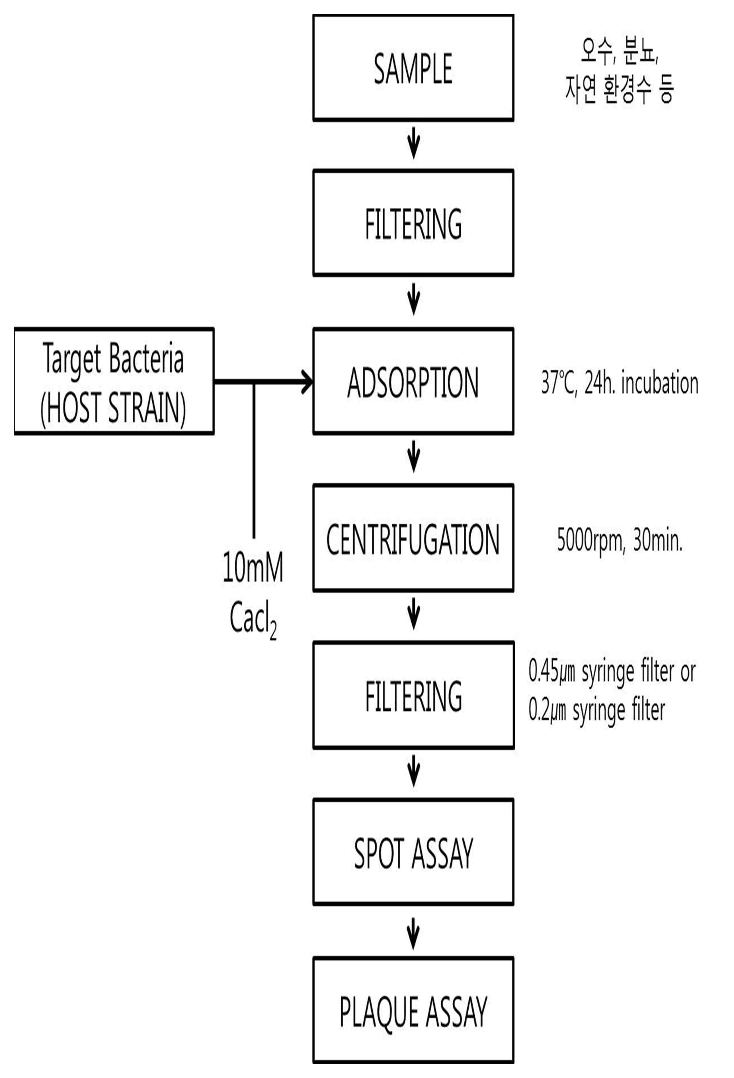 Fig. 6. Bacteriophage 분리 방법 모식도