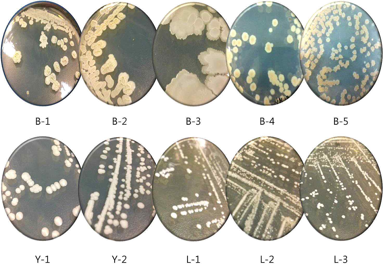 Fig. 7. 분리된 각 유용미생물의 colony 형태