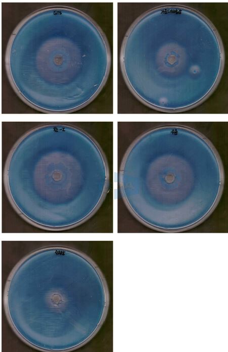 Fig. 15. Bacillus 그룹에 대한 Cellulose 효소 분비능력 시험