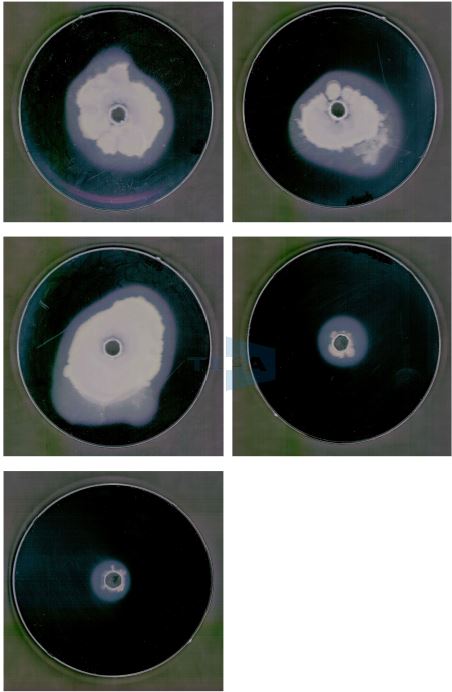 Fig. 16. Bacillus 그룹에 대한 Amylase 효소 분비능력 시험