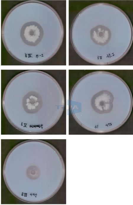 Fig. 17. Bacillus 그룹에 대한 Protease 효소 분비능력 시험