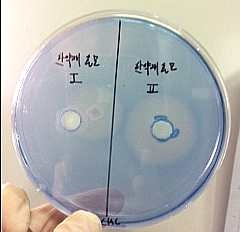 Fig. 18. Yeast 그룹에 대한 Cellulose 효소 분비능력 시험