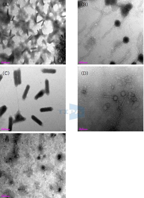 Fig. 22. 전자 현미경을 통한 각 Bacteriophage의 형태적 특성