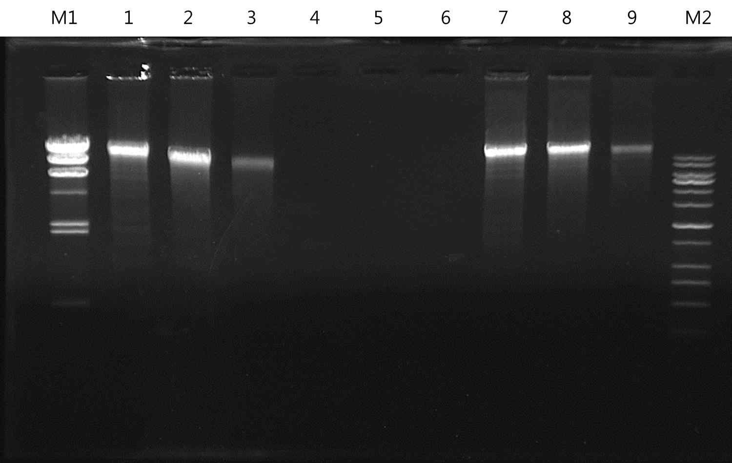 Fig. 23. Salmonella spp. Bacteriophage의 DNA에 대한 전기영동